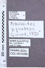 Etikette zu Aeoloides giganteus (NHMW-ZOO-COL-0010398)